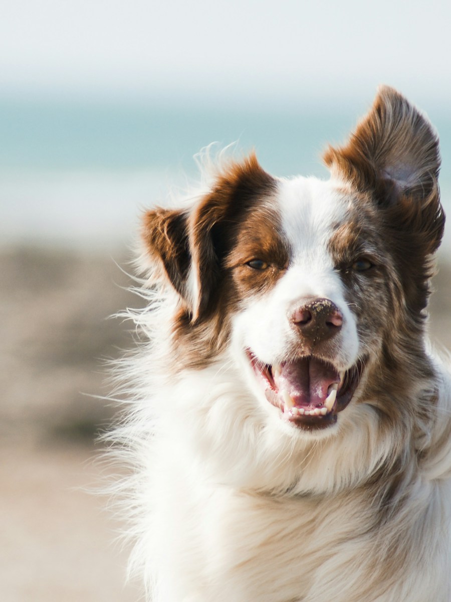 Cães
