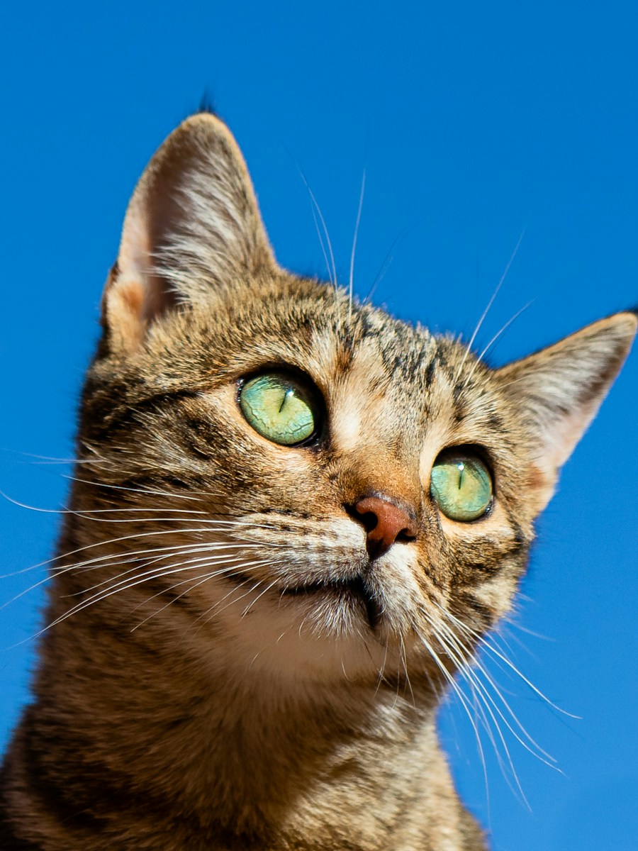 Gatos